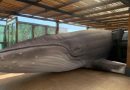 Baleia jubarte inflável gigante será atração imersiva no Jardim Botânico do Rio na Semana de Ciência e Tecnologia