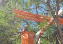 Enel Rio realiza mais uma ação de podas em Búzios
