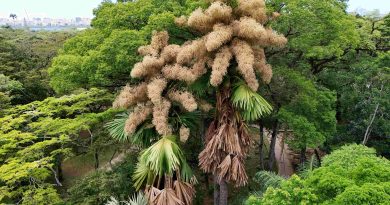 Floração rara de palmeira no Jardim Botânico do Rio