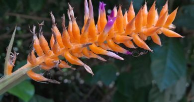 Nova espécie de bromélia é descoberta no Jardim Botânico do Rio