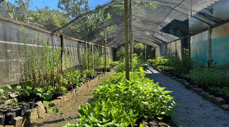 Prefeitura de Saquarema está doando mudas de árvores frutíferas, medicinais e nativas à população