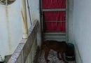 Secretaria de Proteção dos Animais de Barra Mansa presta cuidados a cão abandonado em residência no bairro Boa Vista 2