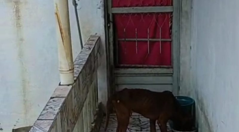 Secretaria de Proteção dos Animais de Barra Mansa presta cuidados a cão abandonado em residência no bairro Boa Vista 2