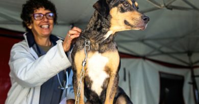 Prefeitura de Petrópolis abre cadastro para a primeira etapa de castração de cães e gatos de 2026
