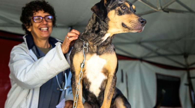 Prefeitura de Petrópolis abre cadastro para a primeira etapa de castração de cães e gatos de 2026