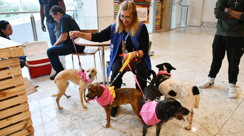 Prefeitura de Nova Iguaçu realiza campanha de adoção de pets neste sábado (7)