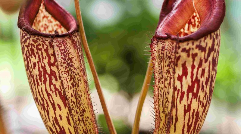 Trilha, oficina, visitas educativas e jogos marcam o Dia de Darwin no Jardim Botânico do Rio