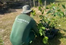 Cabo Frio realiza replantio de mudas de mangue na Praia das Palmeiras