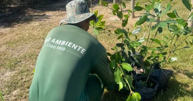 Cabo Frio realiza replantio de mudas de mangue na Praia das Palmeiras