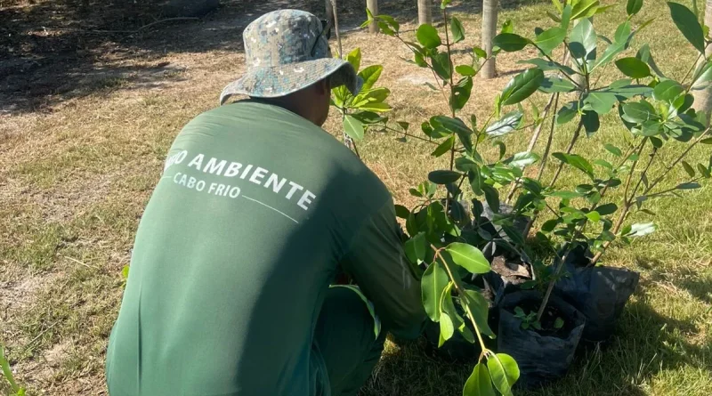 Cabo Frio realiza replantio de mudas de mangue na Praia das Palmeiras