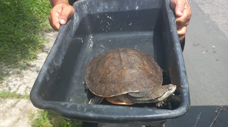 GTAM de Mesquita resgata cágado na Jacutinga