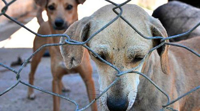 Senadores querem endurecer punição para maus-tratos a animais