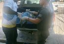 Tartaruga marinha é resgatada na Prainha e mobiliza equipes ambientais em Arraial do Cabo