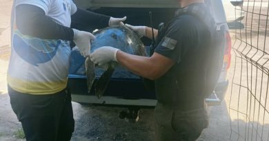 Tartaruga marinha é resgatada na Prainha e mobiliza equipes ambientais em Arraial do Cabo
