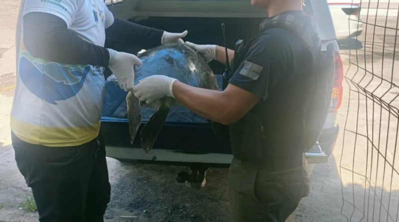 Tartaruga marinha é resgatada na Prainha e mobiliza equipes ambientais em Arraial do Cabo