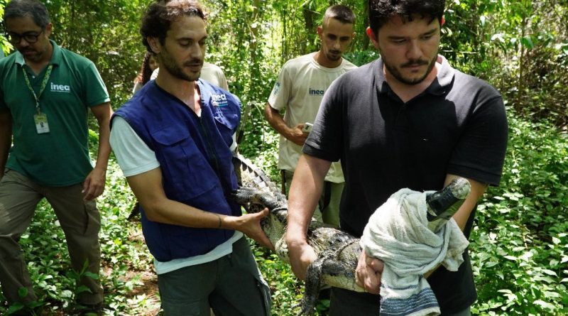 São Gonçalo: ASAS já atendeu 5 mil animais silvestres desde