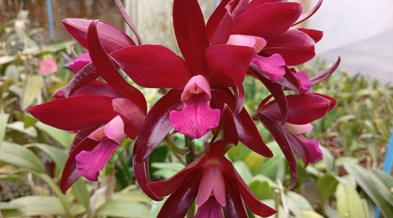 Verão em flor: mostra de orquídeas encanta no Jardim Botânico do Rio