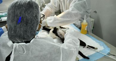 Prefeitura de Nova Iguaçu reforça defesa e proteção dos animais