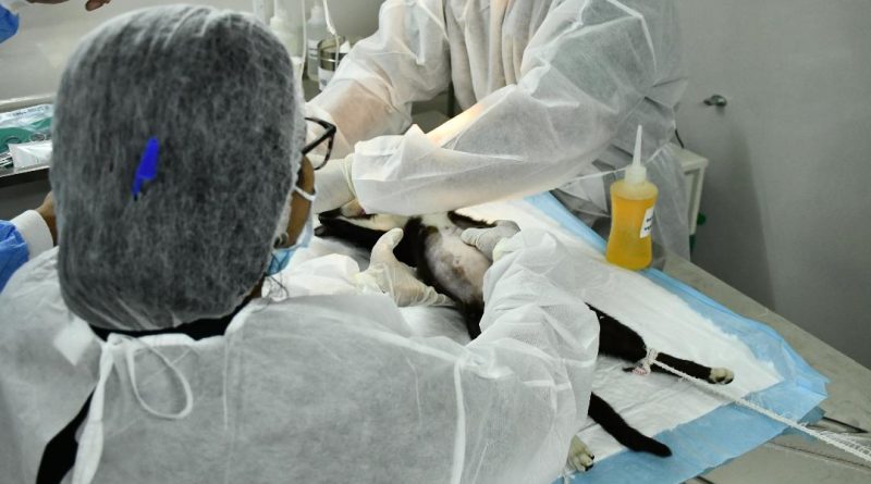 Prefeitura de Nova Iguaçu reforça defesa e proteção dos animais