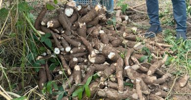 Agricultura familiar faz de Japeri referência na produção de aipim