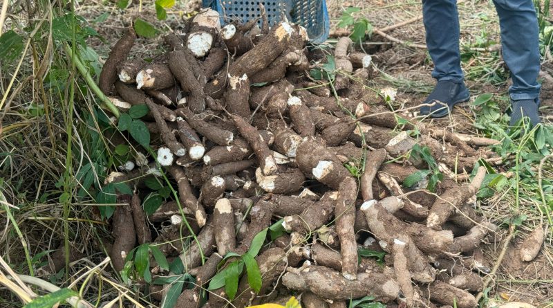 Agricultura familiar faz de Japeri referência na produção de aipim