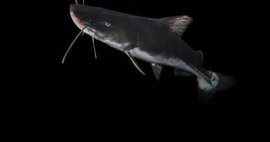 Extinção ameaça quase totalidade de peixes migratórios de água doce no mundo, aponta relatório global