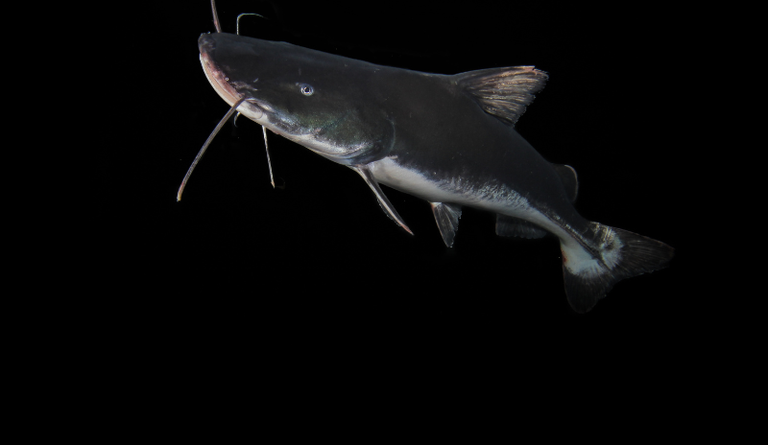 Extinção ameaça quase totalidade de peixes migratórios de água doce no mundo, aponta relatório global