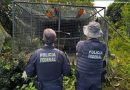 PF deflagra operação contra organização criminosa de tráfico de animais silvestres