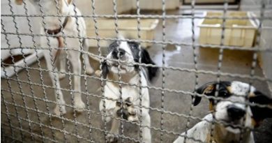 Lula assina decreto que amplia multas para casos de maus-tratos a animais