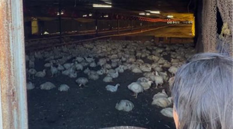 INEA realiza nova fiscalização em unidades da Granja Rica em Barra do Piraí