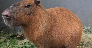 Capivara agredida na Ilha tem melhora, mas quadro ainda inspira cuidados