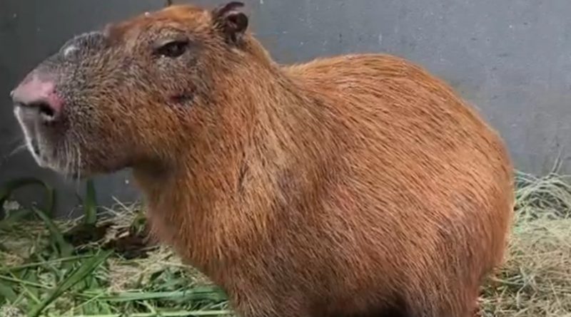 Capivara agredida na Ilha tem melhora, mas quadro ainda inspira cuidados