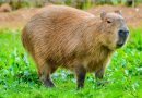 Polícia prende 6 homens e apreende 2 menores por agressão a capivara na Zona Norte do Rio; animal está grave