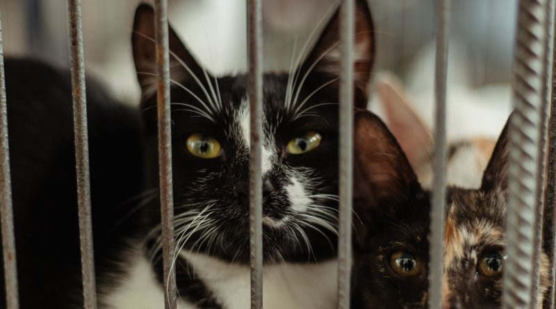 Em Maricá, mais de 30 animais resgatados ganham novo lar durante campanha de adoção em Itaipuaçu