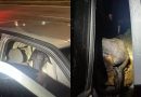 Carro abandonado com 18 bodes é encontrado pela PRF em Pernambuco