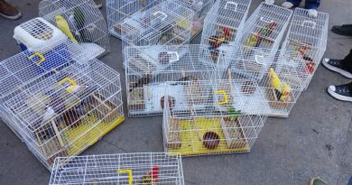 Operação da ALERJ, IBAMA, ICMBIO e Governo resgata 50 animais sendo vendidos ilegalmente em feira de Caxias