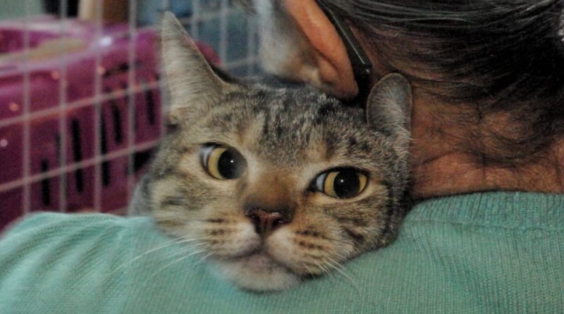 Campanha de adoção de cães e gatos emociona e promove novos começos para famílias e pets