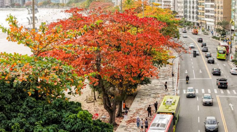 Niterói recebe selo internacional de arborização urbana pelo quinto ano seguido