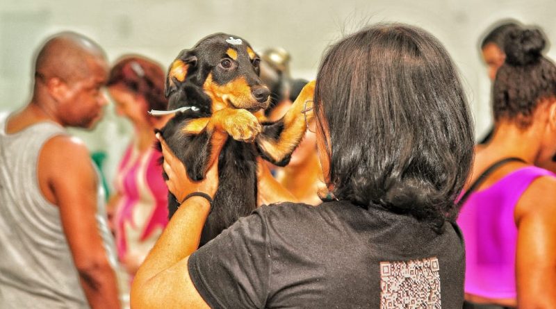 Novos lares e novos começos marcam campanha de adoção de pets em Nova Iguaçu