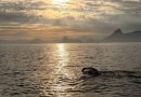 Da Urca a Paquetá: travessia inédita transforma braçadas em alerta pela Baía de Guanabara