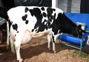 Resende conquista o 1º lugar na produção leiteira do Estado do Rio de Janeiro