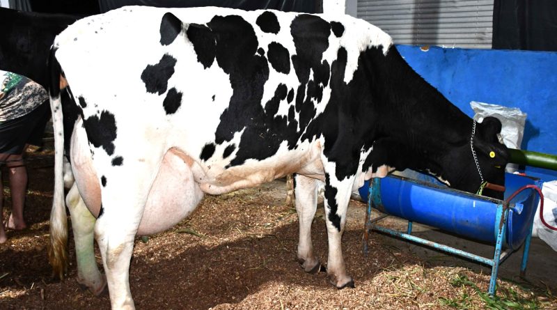 Resende conquista o 1º lugar na produção leiteira do Estado do Rio de Janeiro