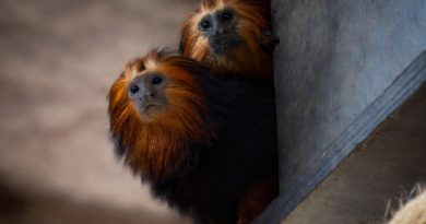 Do Paraná ao Rio: Bento se adapta, forma dupla com Rosinha e passa a viver em recinto compartilhado no BioParque do Rio