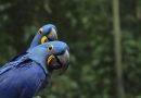 Feriado de 1º de maio: BioParque do Rio reúne lazer, natureza e experiências ao ar livre na Quinta da Boa Vista
