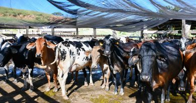 Resende avança na proteção do rebanho e registra crescimento expressivo na Vacinação contra Brucelose