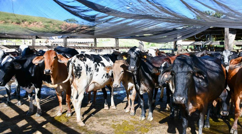 Resende avança na proteção do rebanho e registra crescimento expressivo na Vacinação contra Brucelose