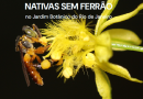 Jardim Botânico do Rio celebra o Dia das Abelhas com lançamento de guia sobre abelhas sem ferrão, palestras e degustação de méis
