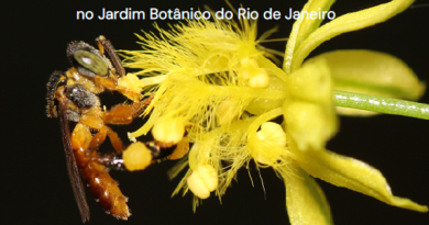 Jardim Botânico do Rio celebra o Dia das Abelhas com lançamento de guia sobre abelhas sem ferrão, palestras e degustação de méis