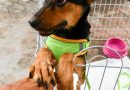 Prefeitura de Resende promove feira de adoção de cães e gatos em Campos Elíseos