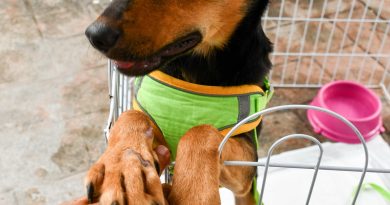 Prefeitura de Resende promove feira de adoção de cães e gatos em Campos Elíseos